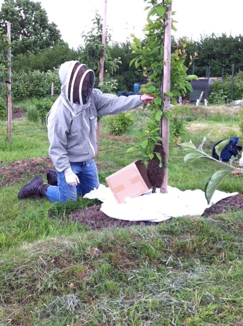 Andy in full protective garb tries to shake the swarm loose so it falls into the box